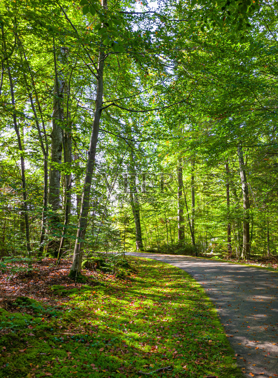 阳光明媚的德国巴伐利亚州贝尔恩里德,一条穿过绿叶山毛榉林的徒步小径照片摄影图片