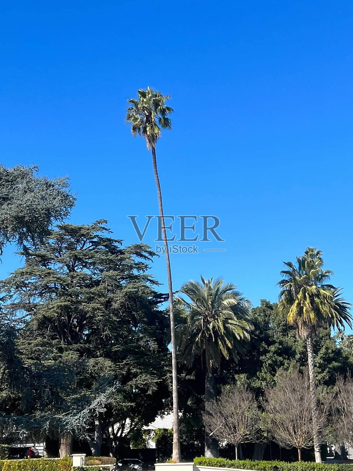 比佛利山庄的棕榈树照片摄影图片