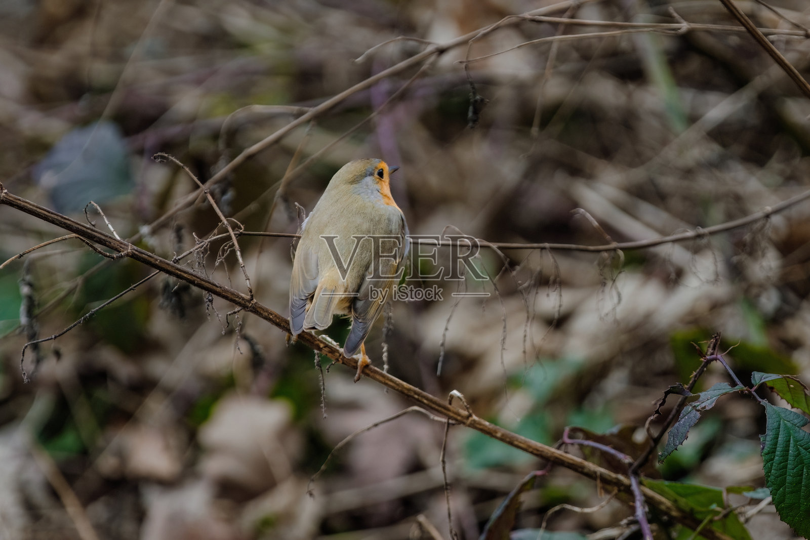 特写:知更鸟栖息在树枝上照片摄影图片