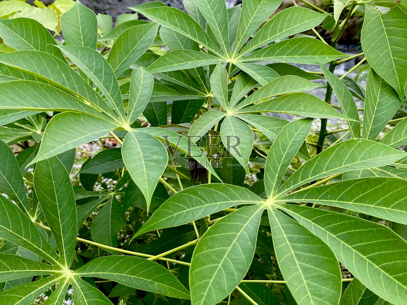 木薯叶照片摄影图片