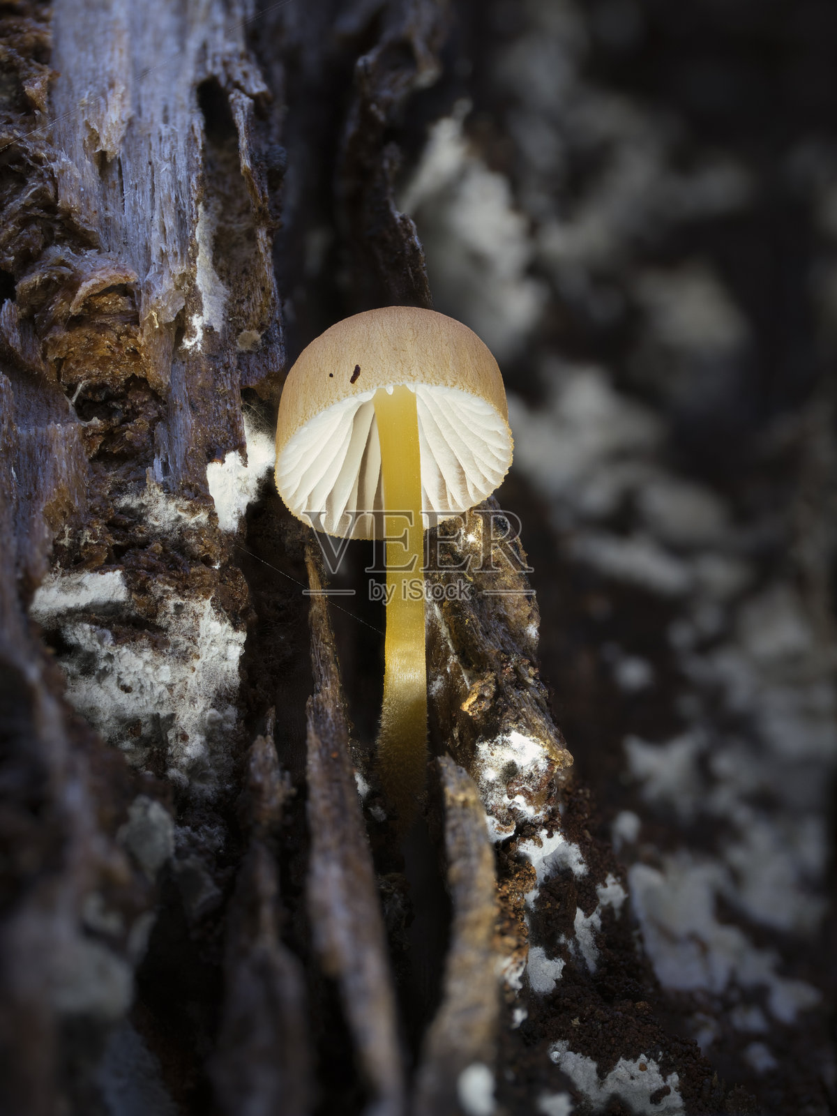 老树树干上的小蘑菇(Mycena属)照片摄影图片