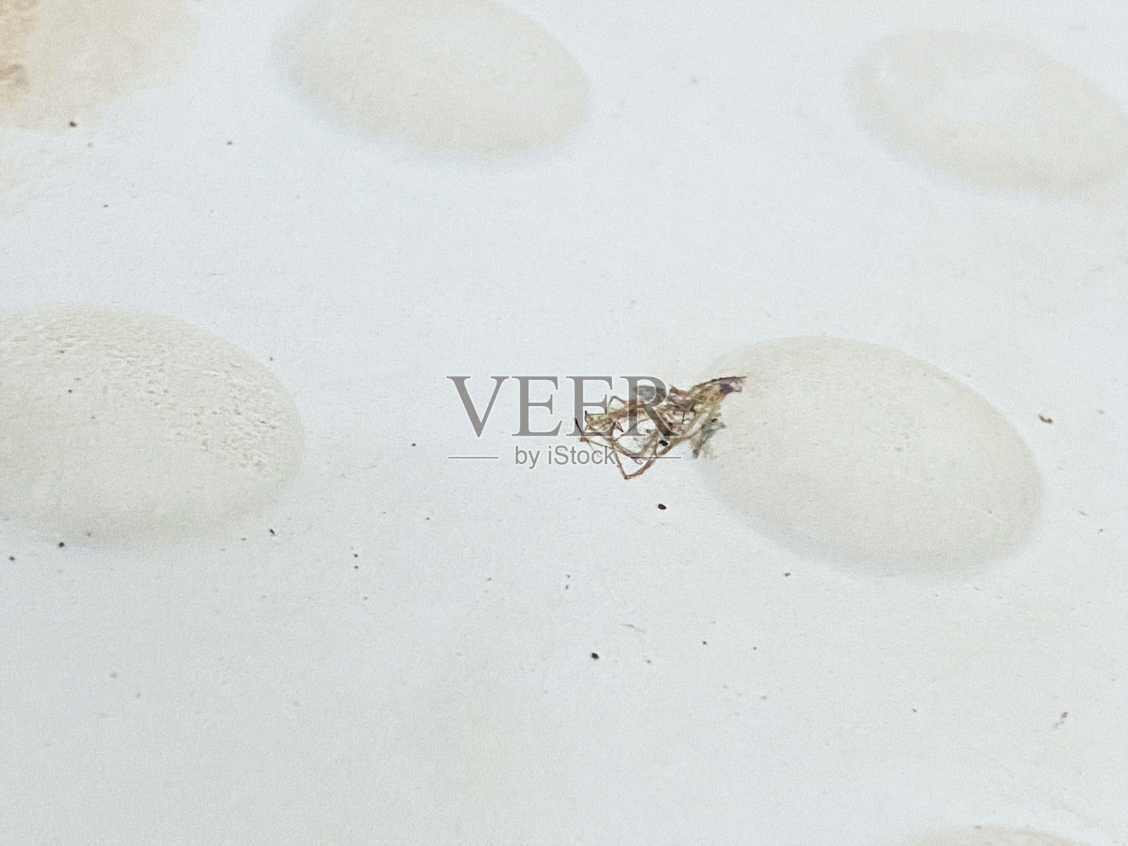 白色纹理表面上的小型死昆虫照片摄影图片
