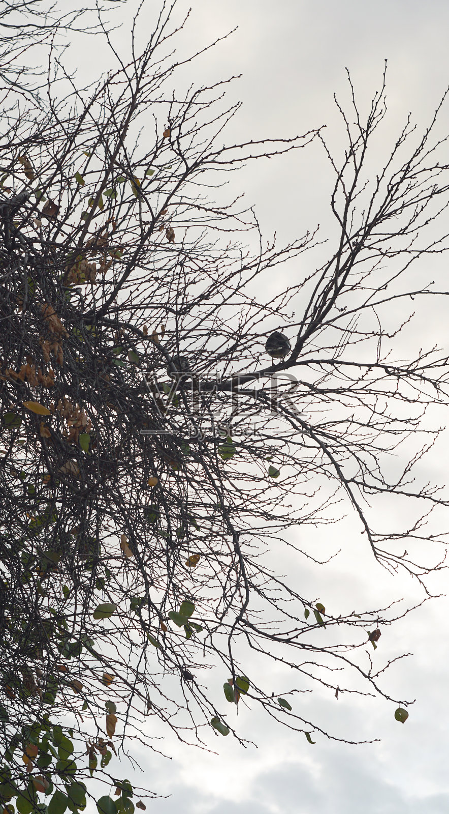 两只鸟栖息在树枝上。照片摄影图片