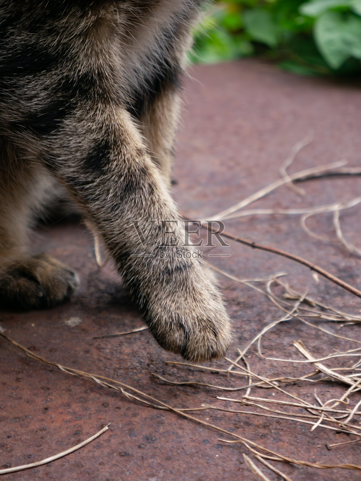 虎斑猫爪特写:地面上的条纹猫腿和爪子细节,带有自然的毛发图案纹理照片摄影图片