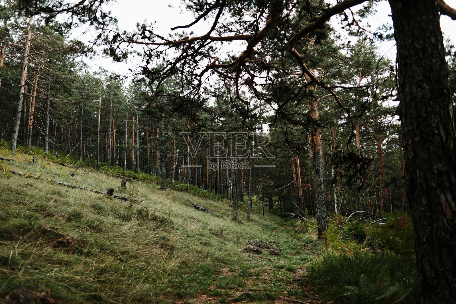 塞尔维亚迪布切雷松树林风景,山坡上有高大的树木。照片摄影图片