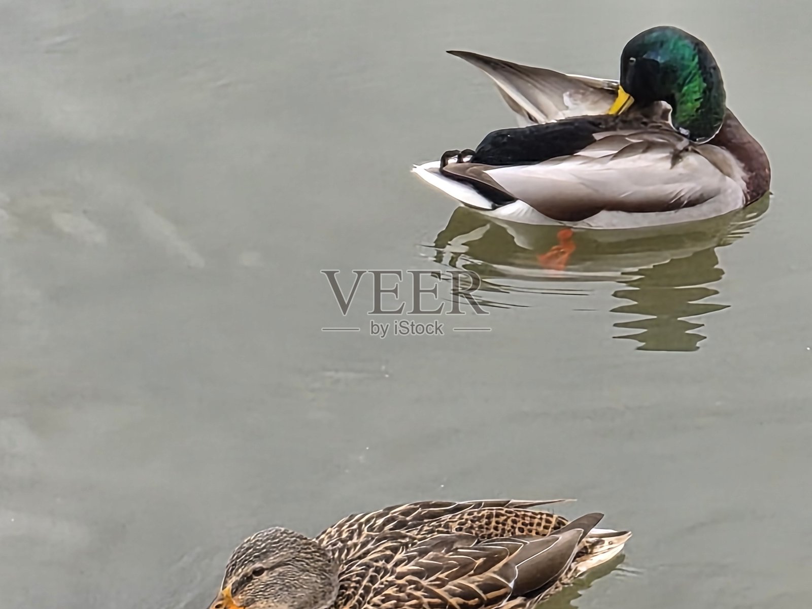 两只鸭子照片摄影图片