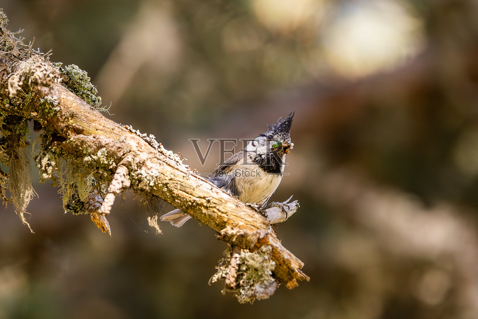 一只山雀正在收集材料来筑巢照片摄影图片