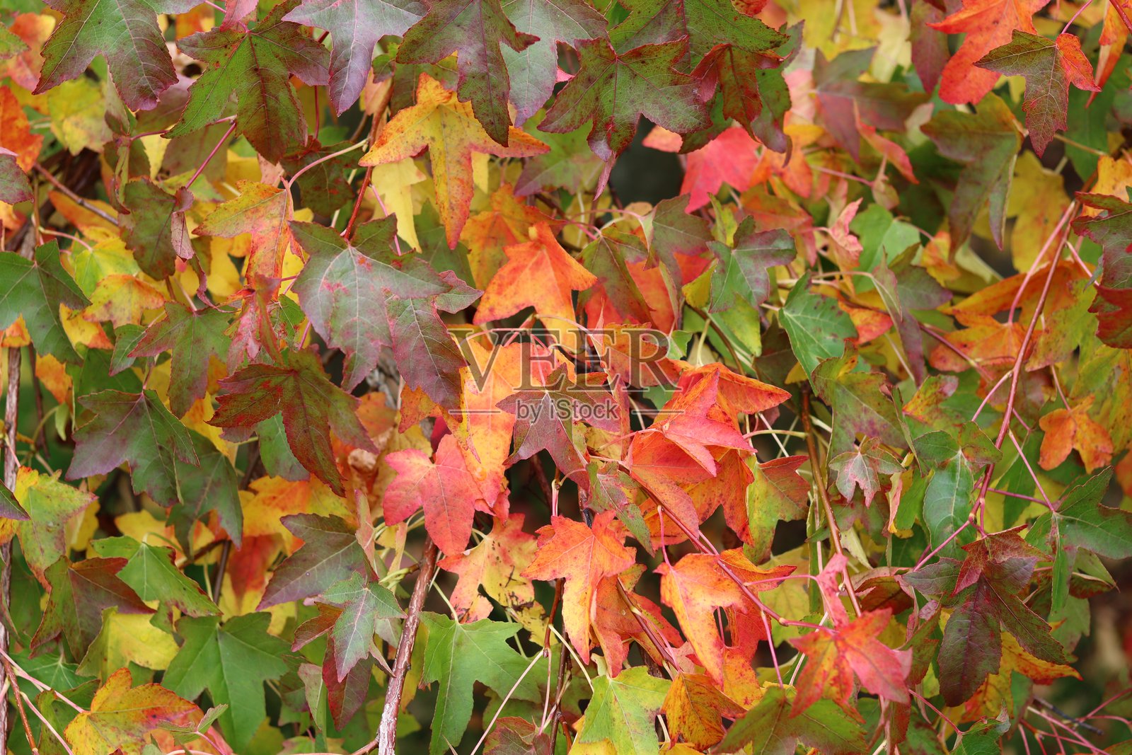 枫香树(Liquidambar styraciflua)的秋叶照片摄影图片