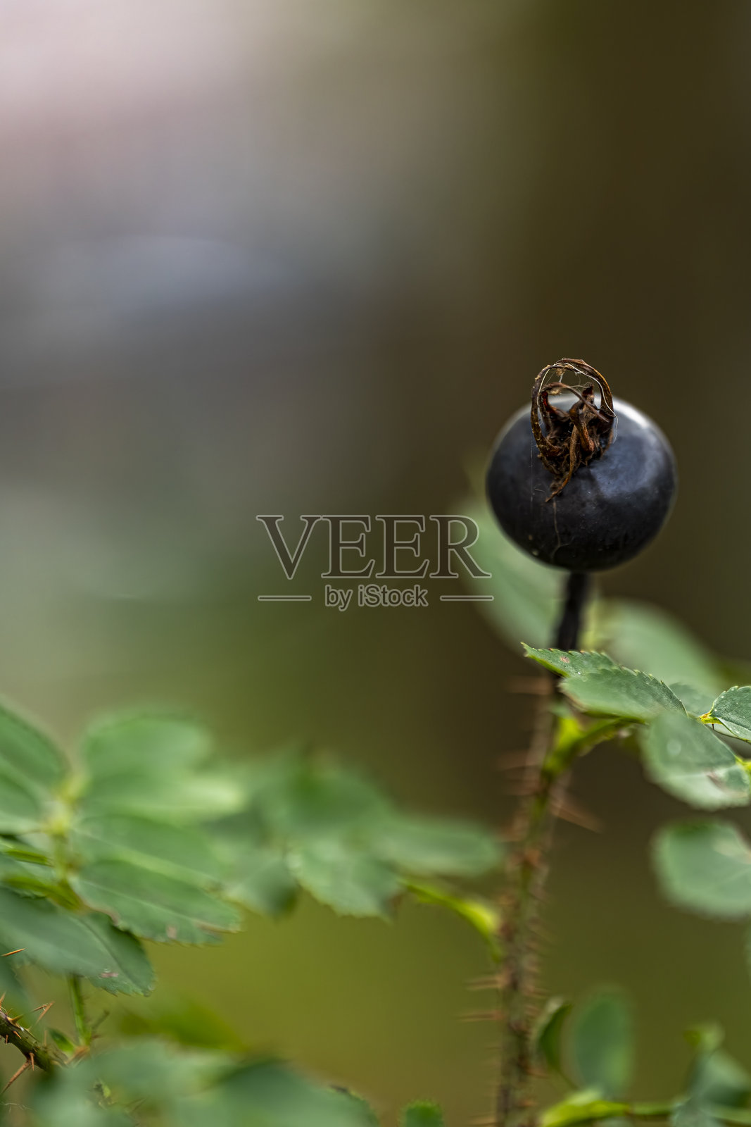 秋季浆果的自然黑莓枝头叶片,开放空间的浆果宏观照片照片摄影图片