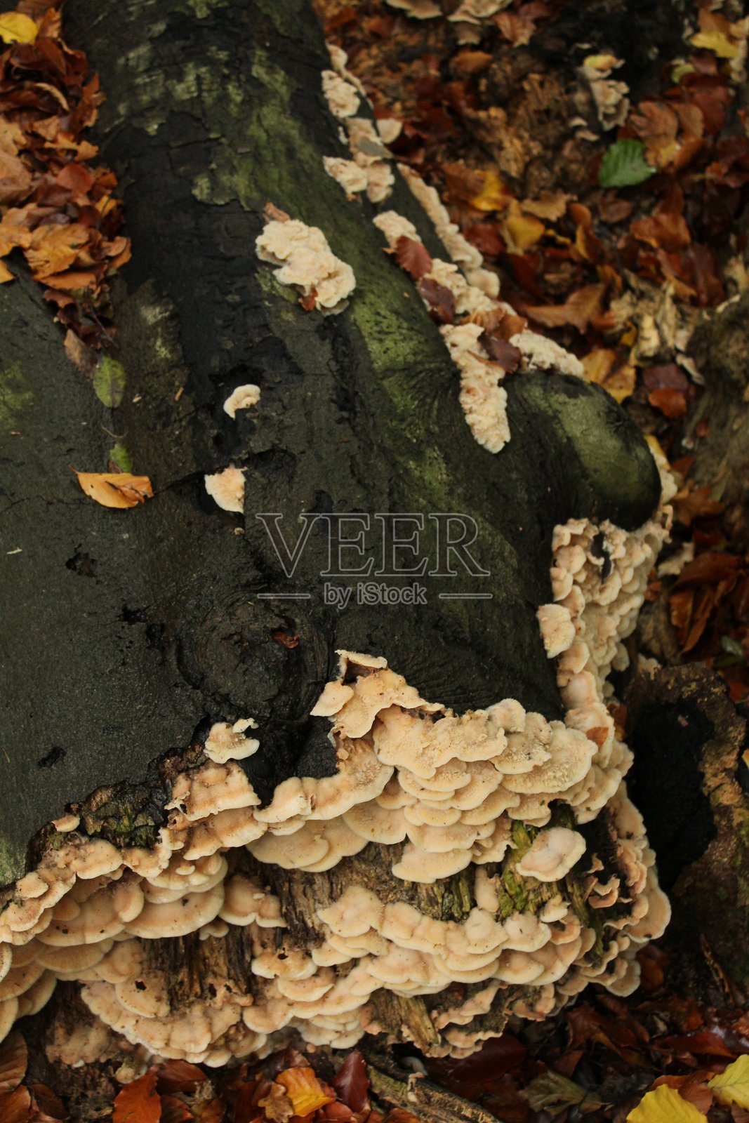 真菌 - 蘑菇 - 自然环境照片摄影图片