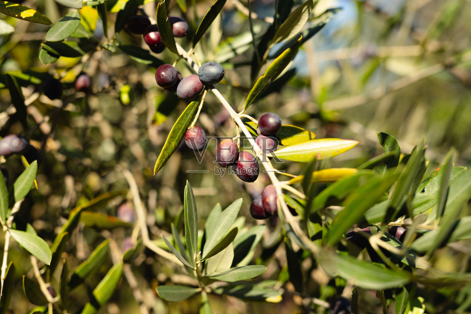 橄榄树林中,树枝上结着成熟的黑橄榄和绿橄榄。照片摄影图片