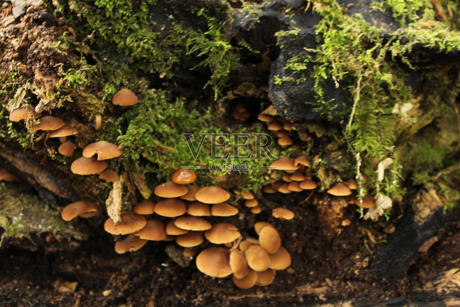 蘑菇 - 自然环境照片摄影图片