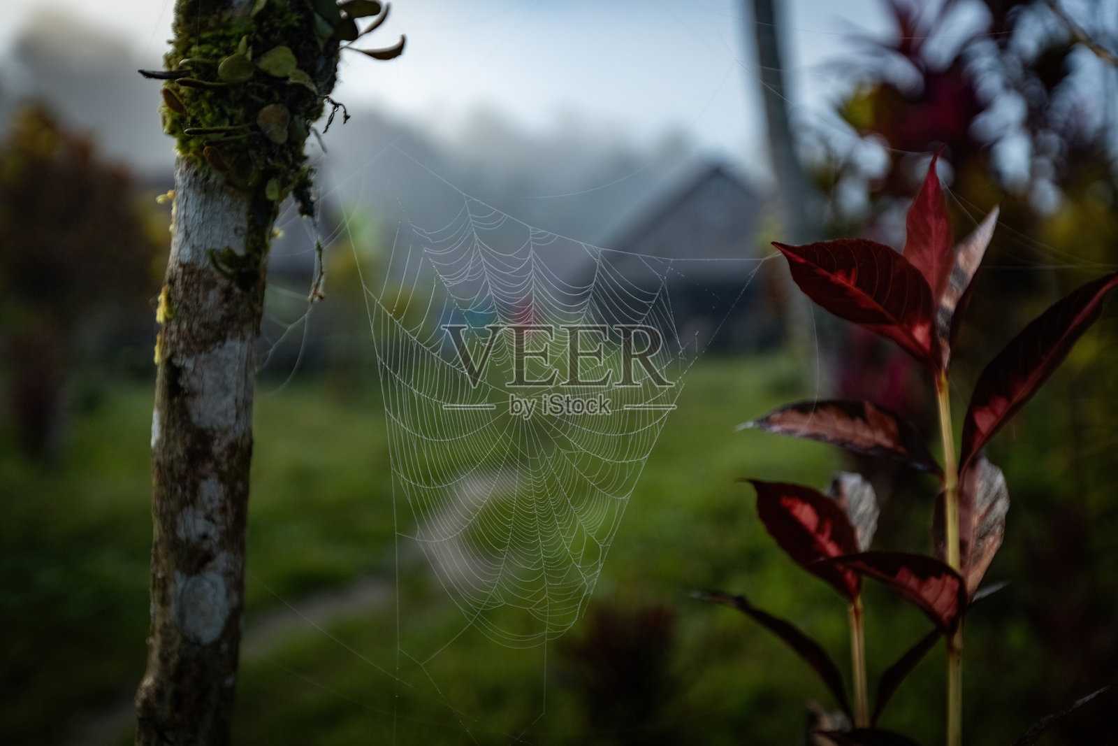 雨后树上的蜘蛛网,背景是印度尼西亚丛林中的村舍照片摄影图片