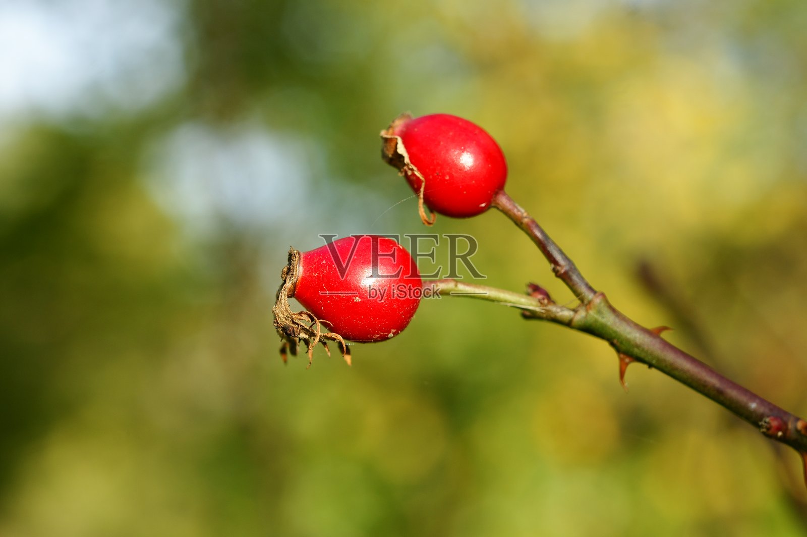 捷克共和国中部波西米亚地区夏天的自然风光与另一种昆虫照片摄影图片