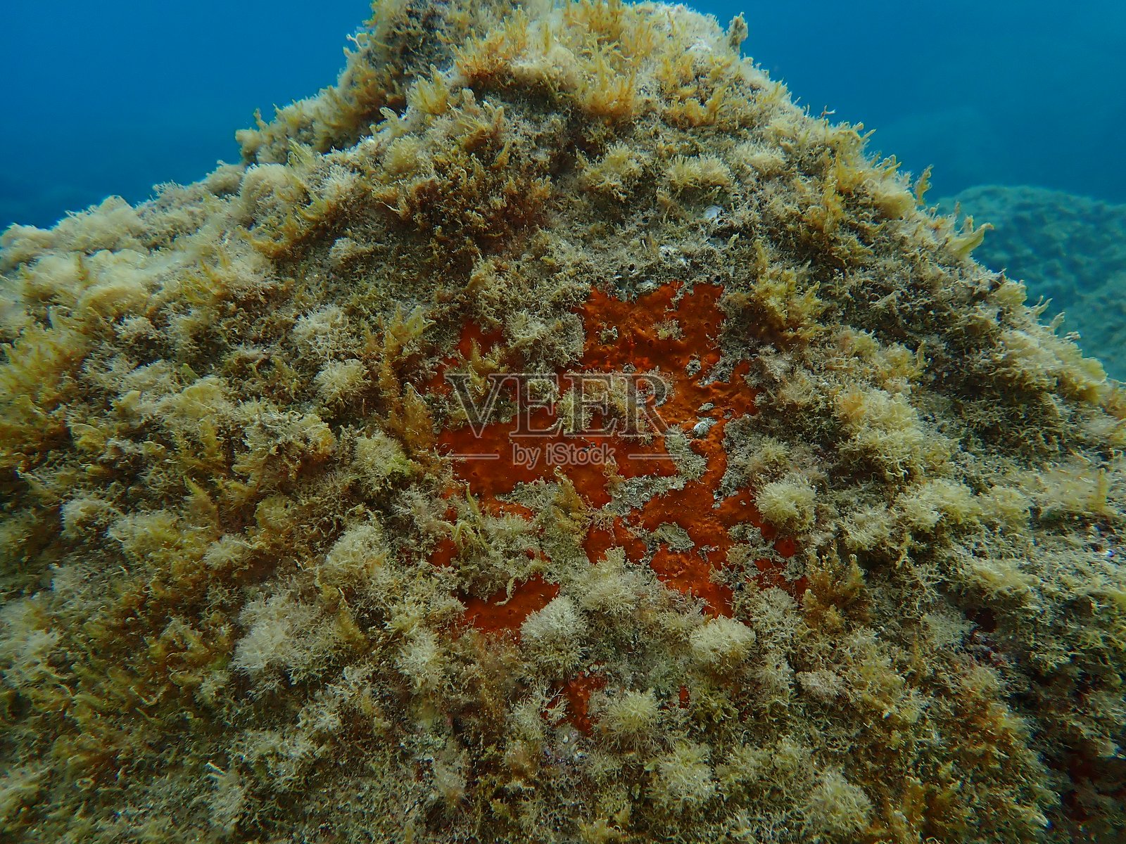 海底的红色或橙红色附着海绵(Crambe crambe)照片摄影图片