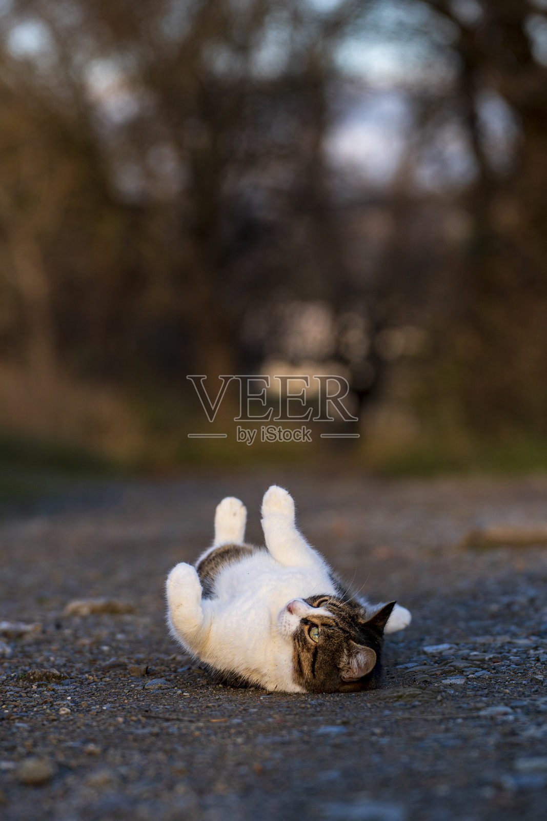 白猫在地上打滚照片摄影图片