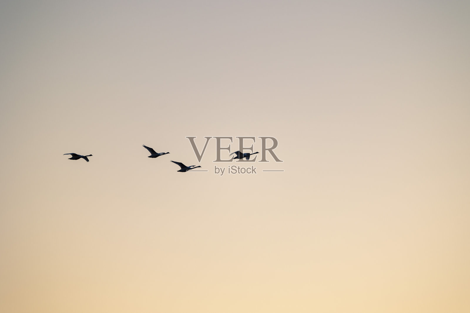 初春清晨,美丽的白天鹅在天空中翱翔。照片摄影图片