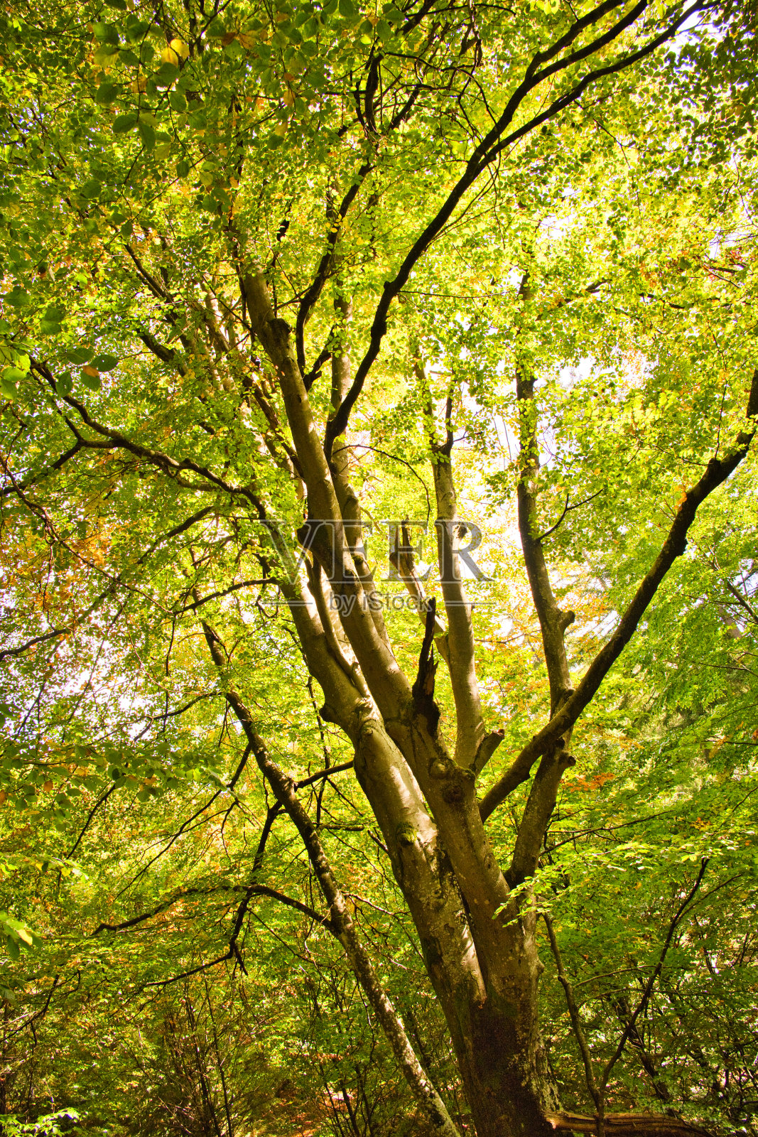 秋日树冠的叶子在柔和的光线下照片摄影图片