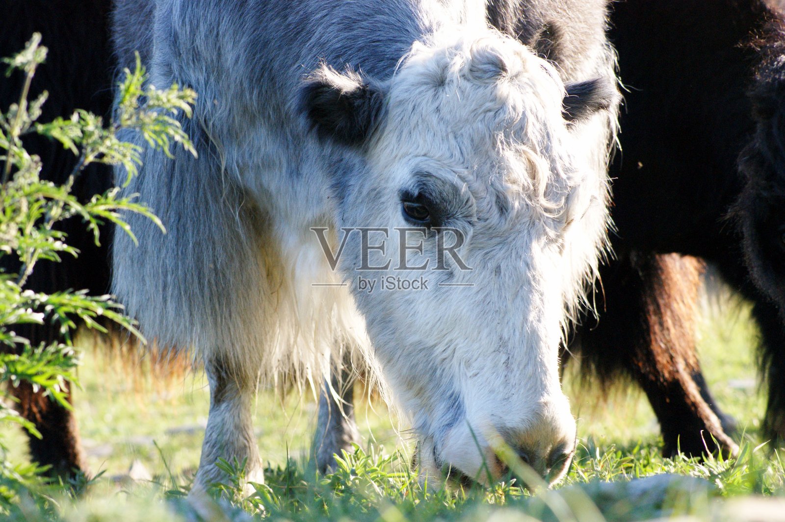 奥尔洪岛的家畜。牦牛。照片摄影图片