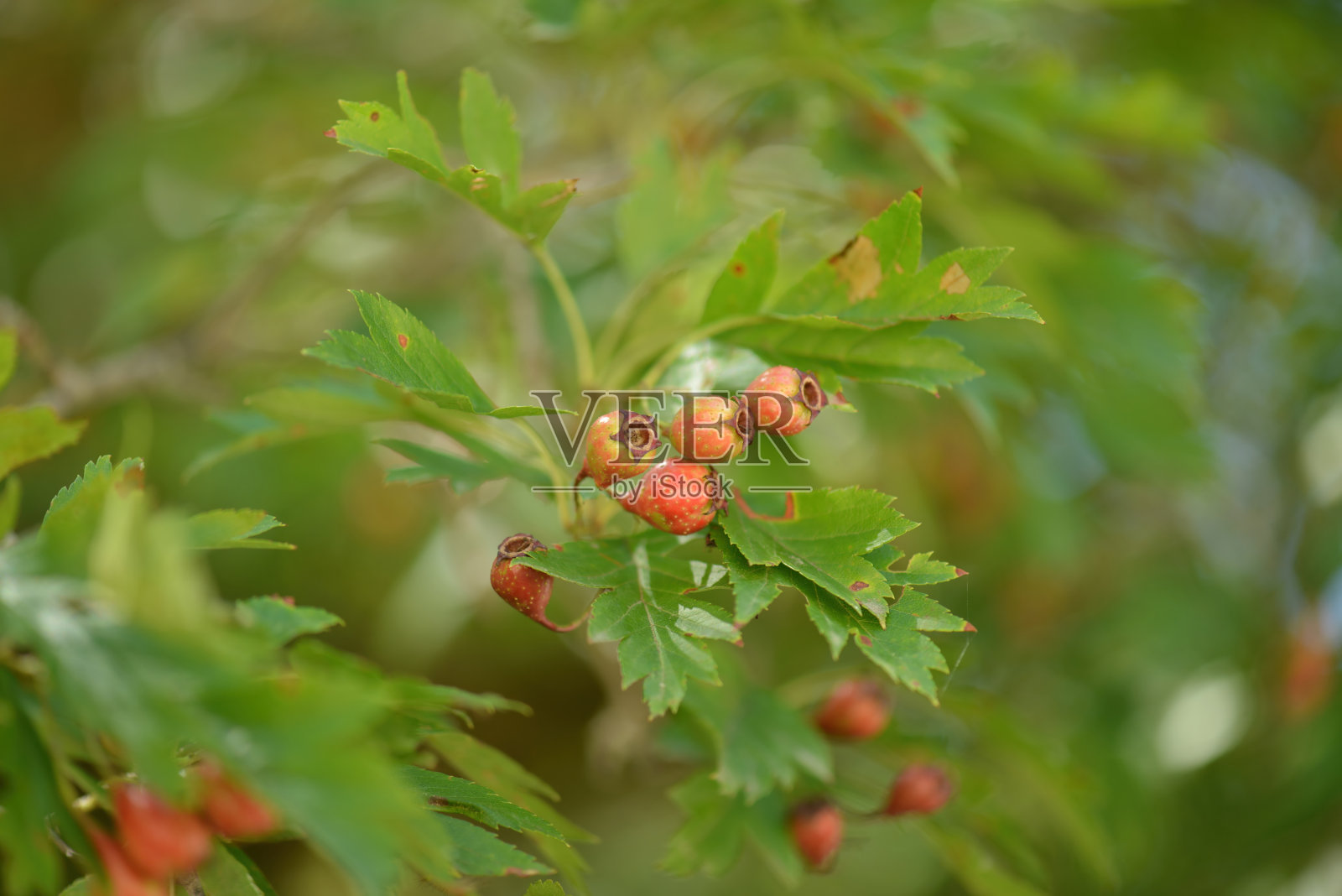 朝鲜山楂,叶片为裂状锯齿形,枝干呈灰褐色带刺,五月开白色花,秋季结小红果,可作观赏和药用。摄于韩国。照片摄影图片