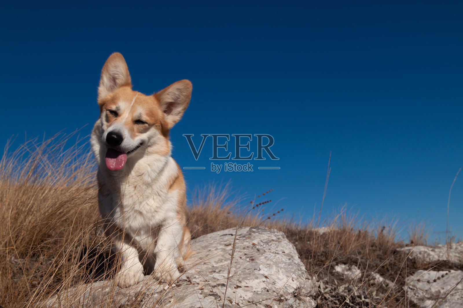 一只可爱的彭布罗克威尔士柯基犬坐在群山之中,背景是蓝天,它面带微笑。一个带有空白区域的广告模板。照片摄影图片