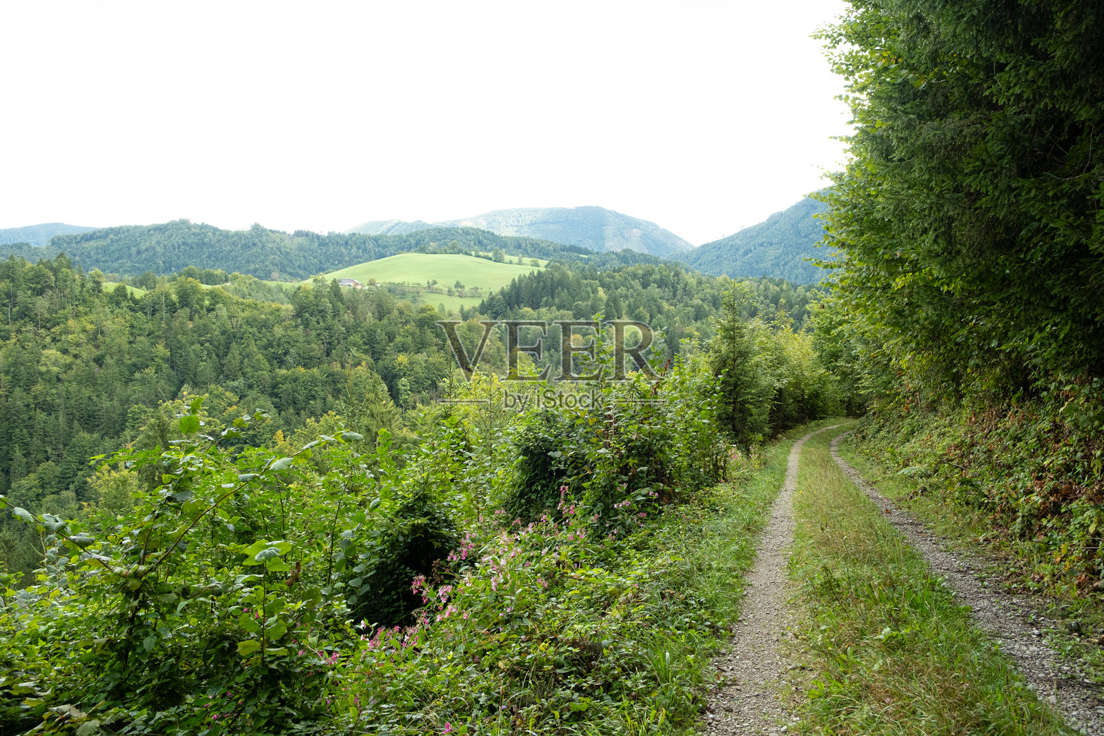 秋季落叶林中的徒步小径,远眺山景。照片摄影图片