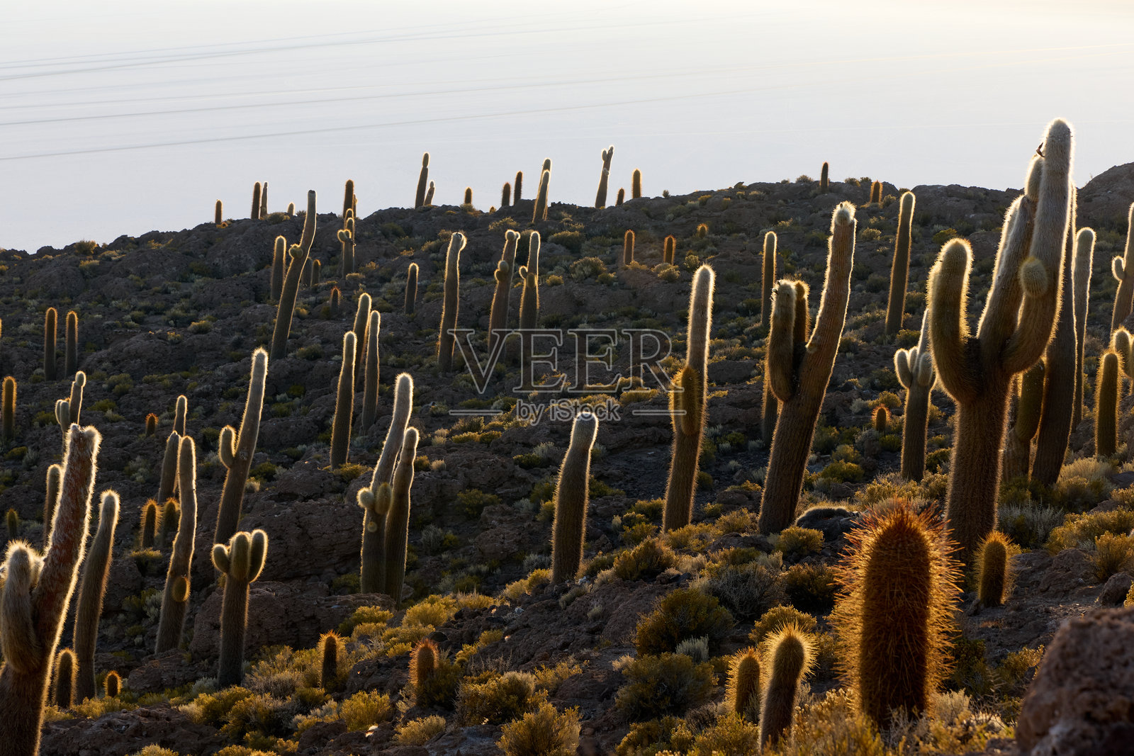 许多高大的仙人掌矗立在岩石丛生的伊纳瓜西岛上,在傍晚时分捕捉着光线。可以看到乌尤尼盐沼远处的地平线。照片摄影图片