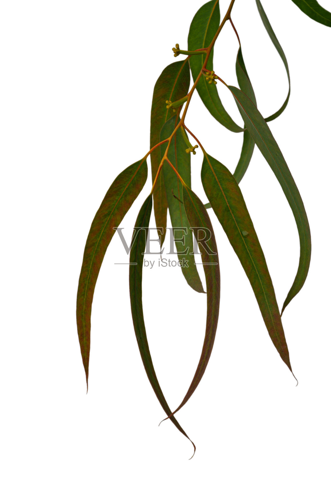白色背景上的塞浦路斯桉树枝和叶子照片摄影图片