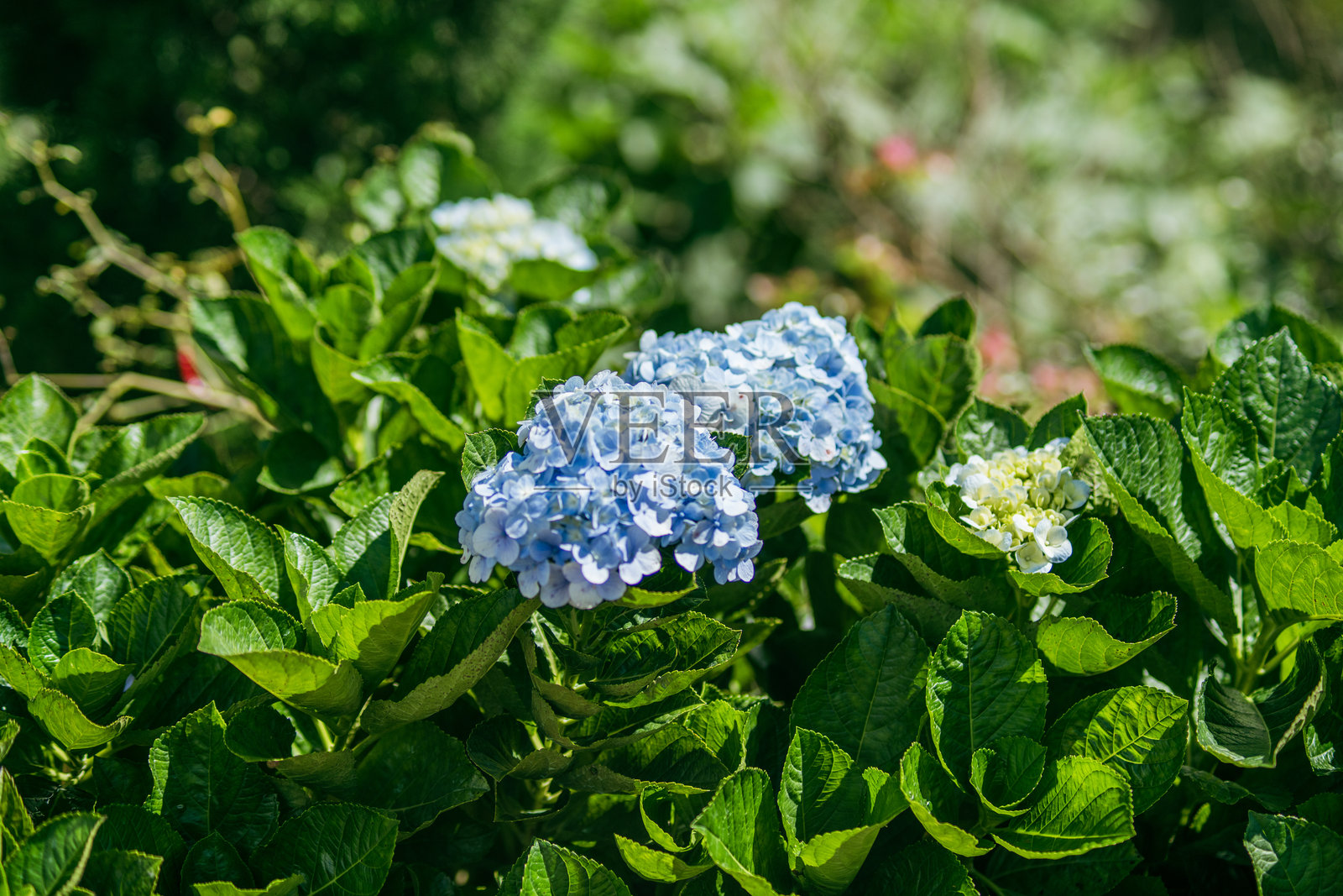 宁静的蓝色野花特写照片摄影图片