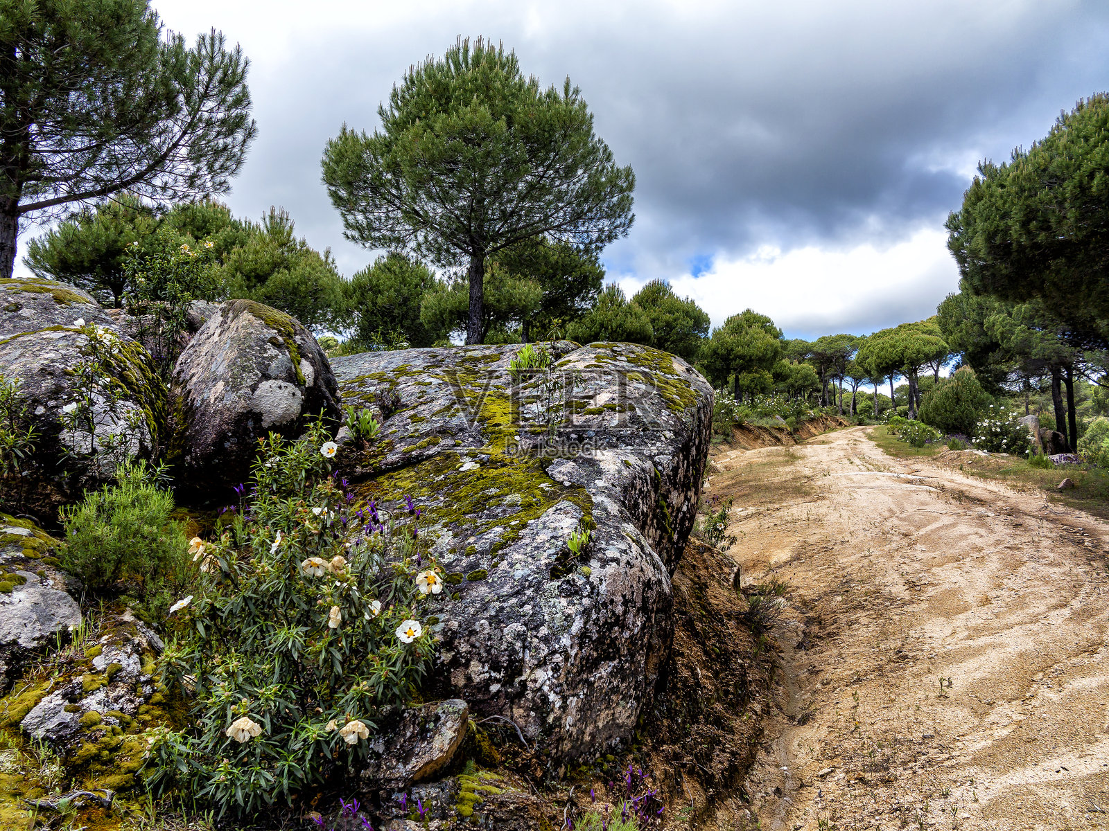 松树林中的小路照片摄影图片