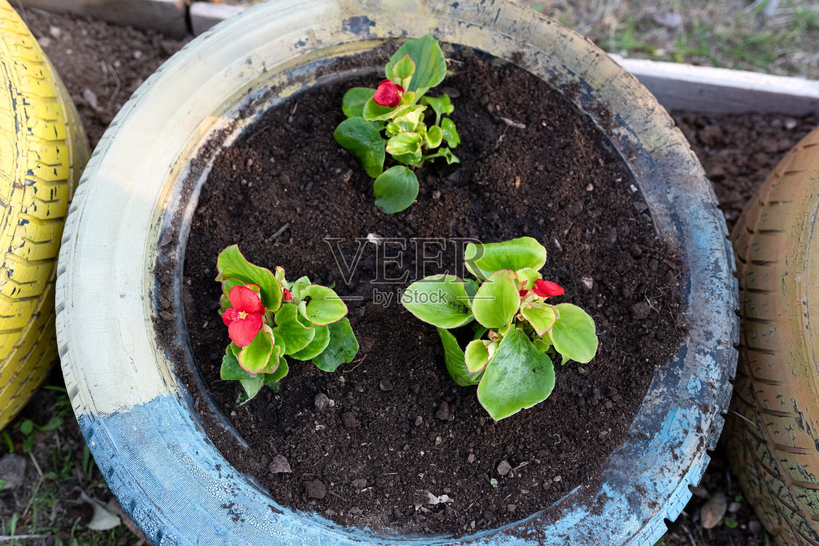 轮胎里种植的花卉照片摄影图片