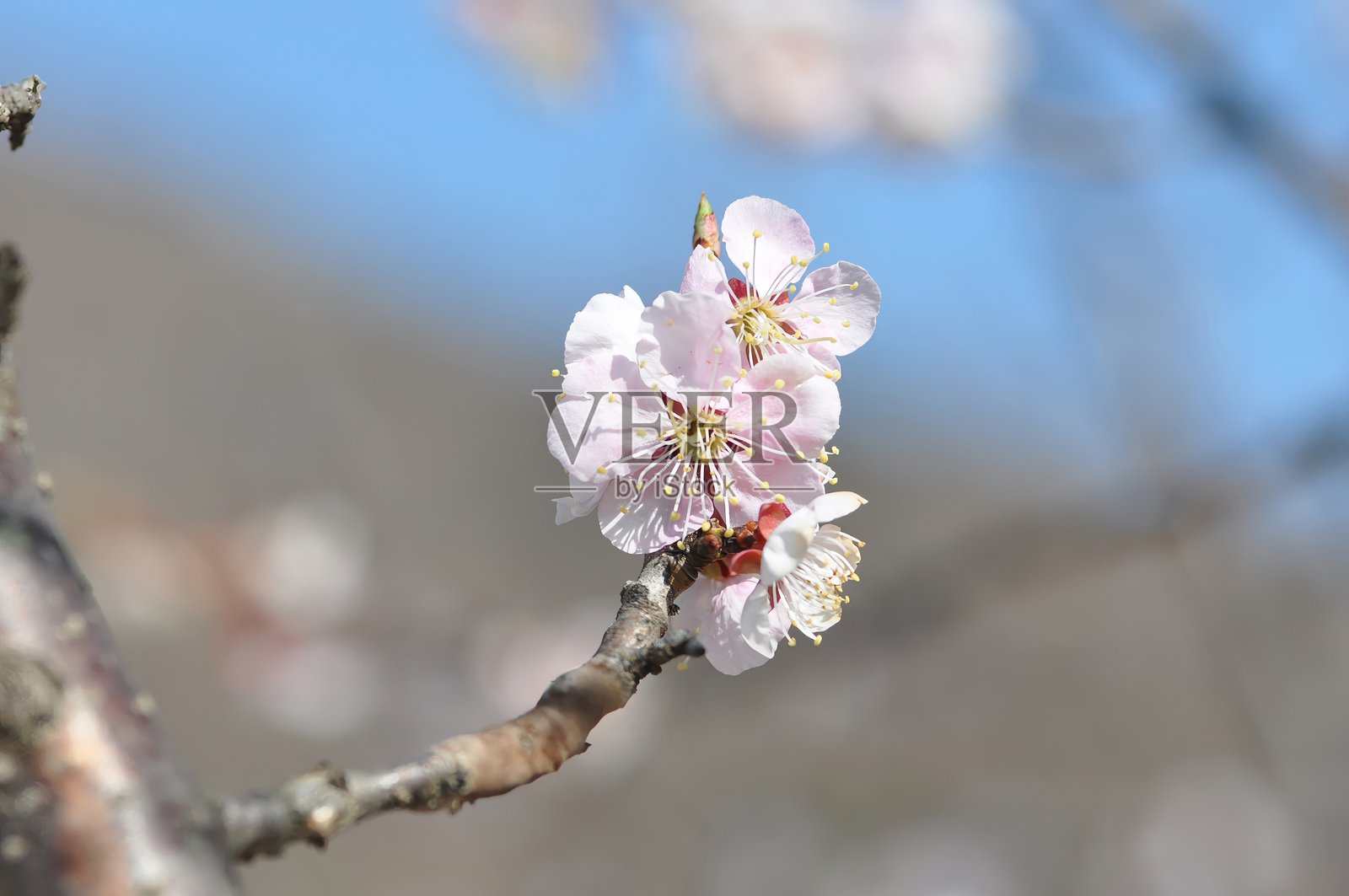 韩国温带地区生长的杏树(Prunus armeniaca),开着淡粉色的春季花朵,叶片呈宽卵形,夏季结出黄色至红色的杏果。摄于韩国。照片摄影图片