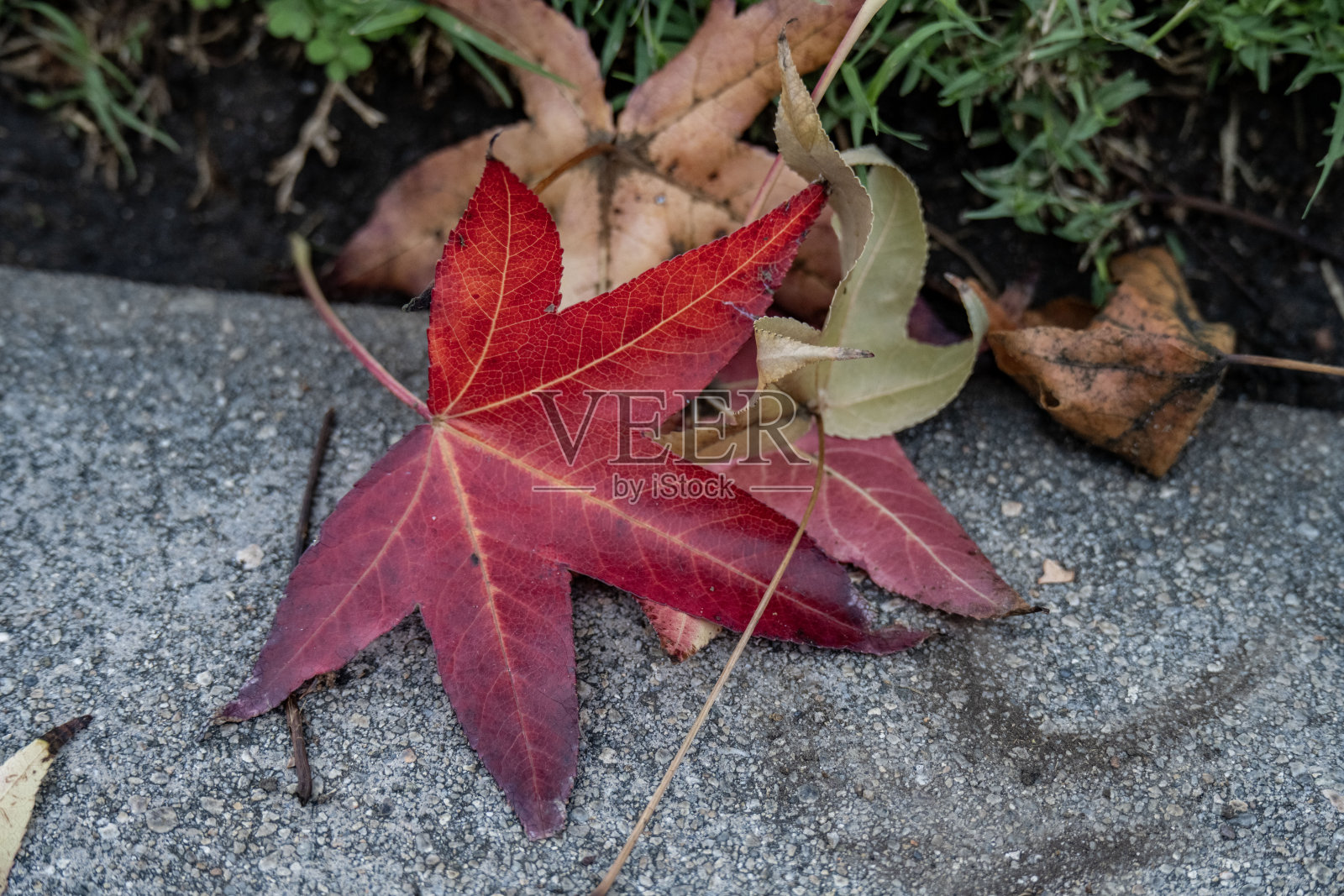 叶子照片摄影图片