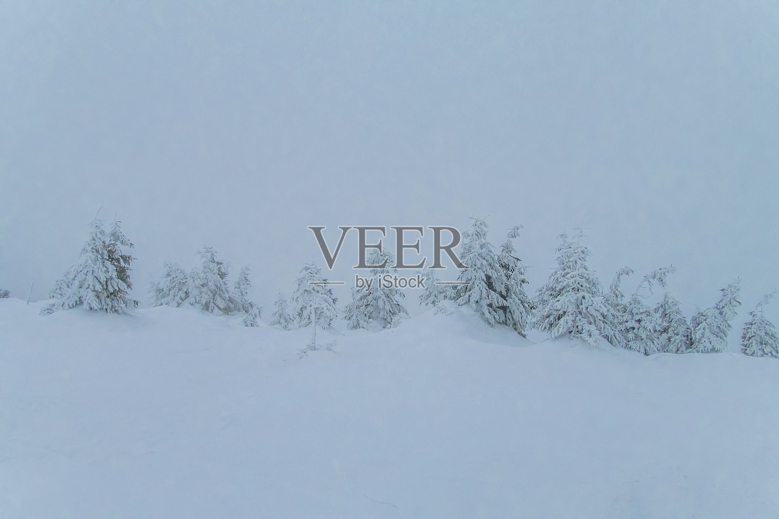 覆盖着雪山的冬季松树照片摄影图片