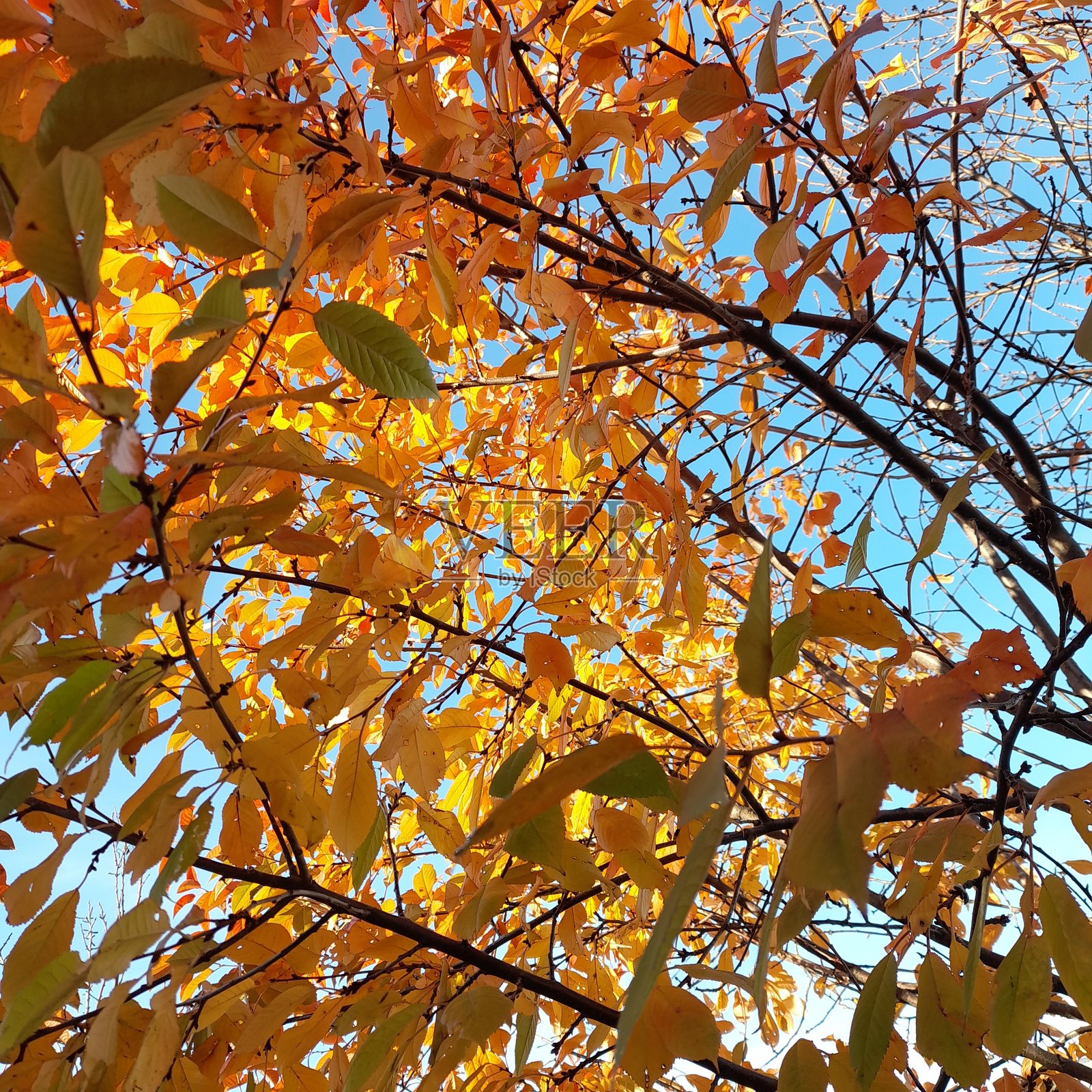 璀璨金光:秋天的魔法时刻照片摄影图片