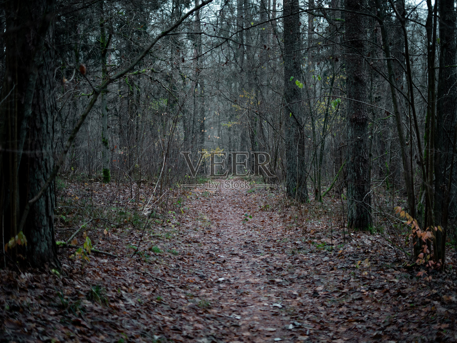 秋末,高大的树木间一条被干枯秋叶覆盖的林间小路蜿蜒向上,营造出一种宁静而富有氛围的林地景象。照片摄影图片