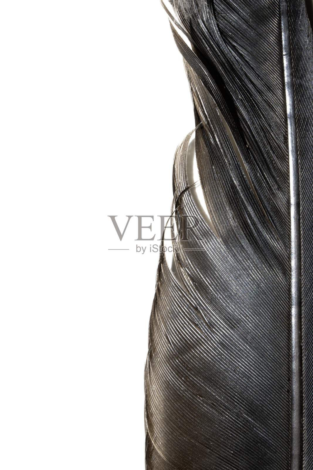 白色背景上黑色羽毛特写的边框照片摄影图片