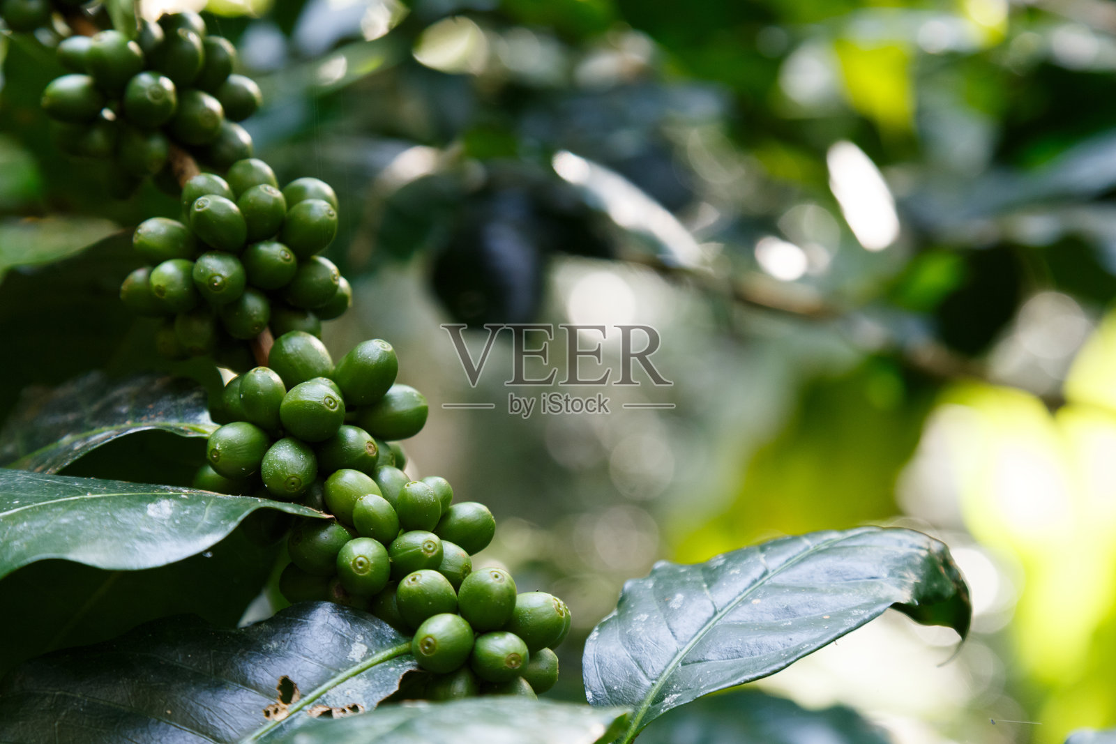 有机农业种植的咖啡树枝,带有嫩绿的咖啡豆,新鲜咖啡樱桃生长,可持续种植理念照片摄影图片