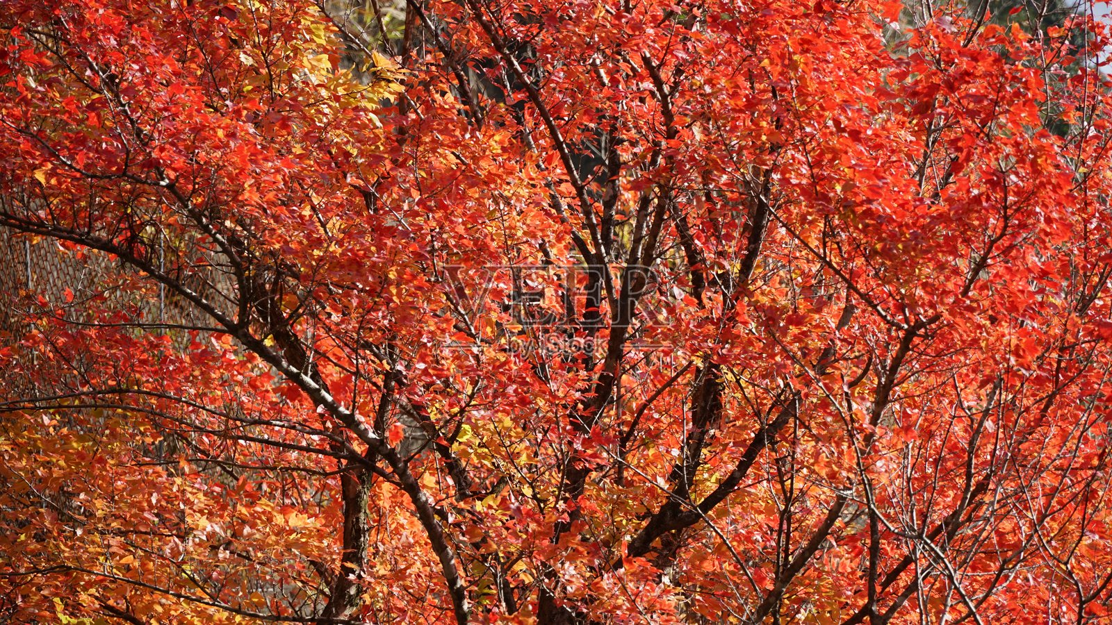 日本爱知县新城本宫山秋季风景与红枫树照片摄影图片