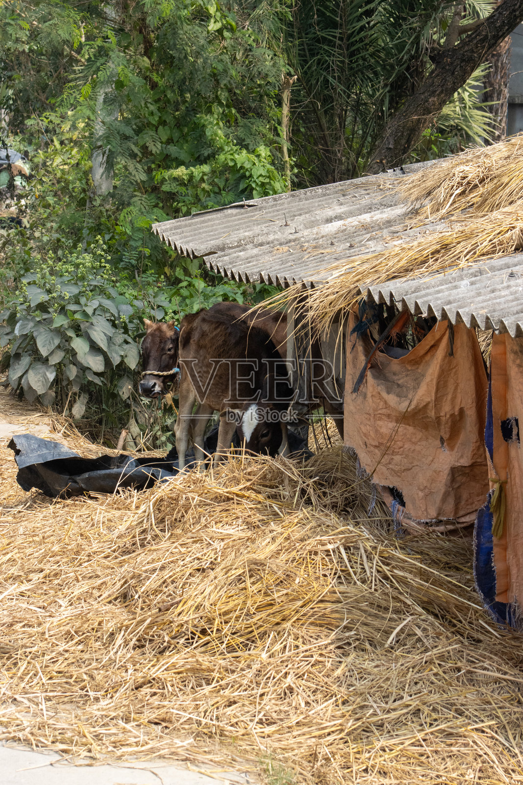 印度加尔各答附近孙德尔本斯地区,房屋和准备用于茅草屋顶的稻草堆照片摄影图片
