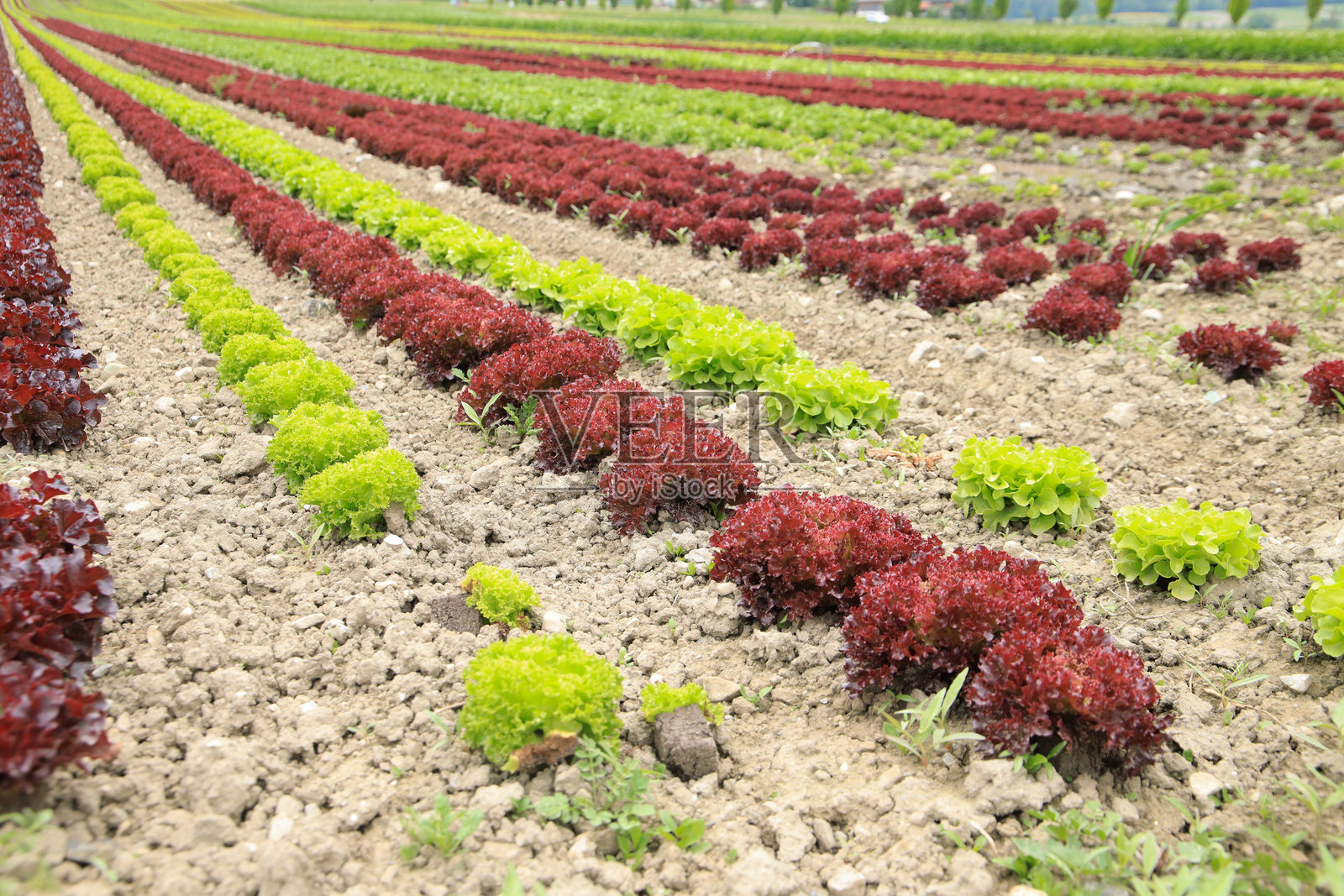 农业田地里的红叶生菜和绿叶生菜(生菜 var. crispa)照片摄影图片