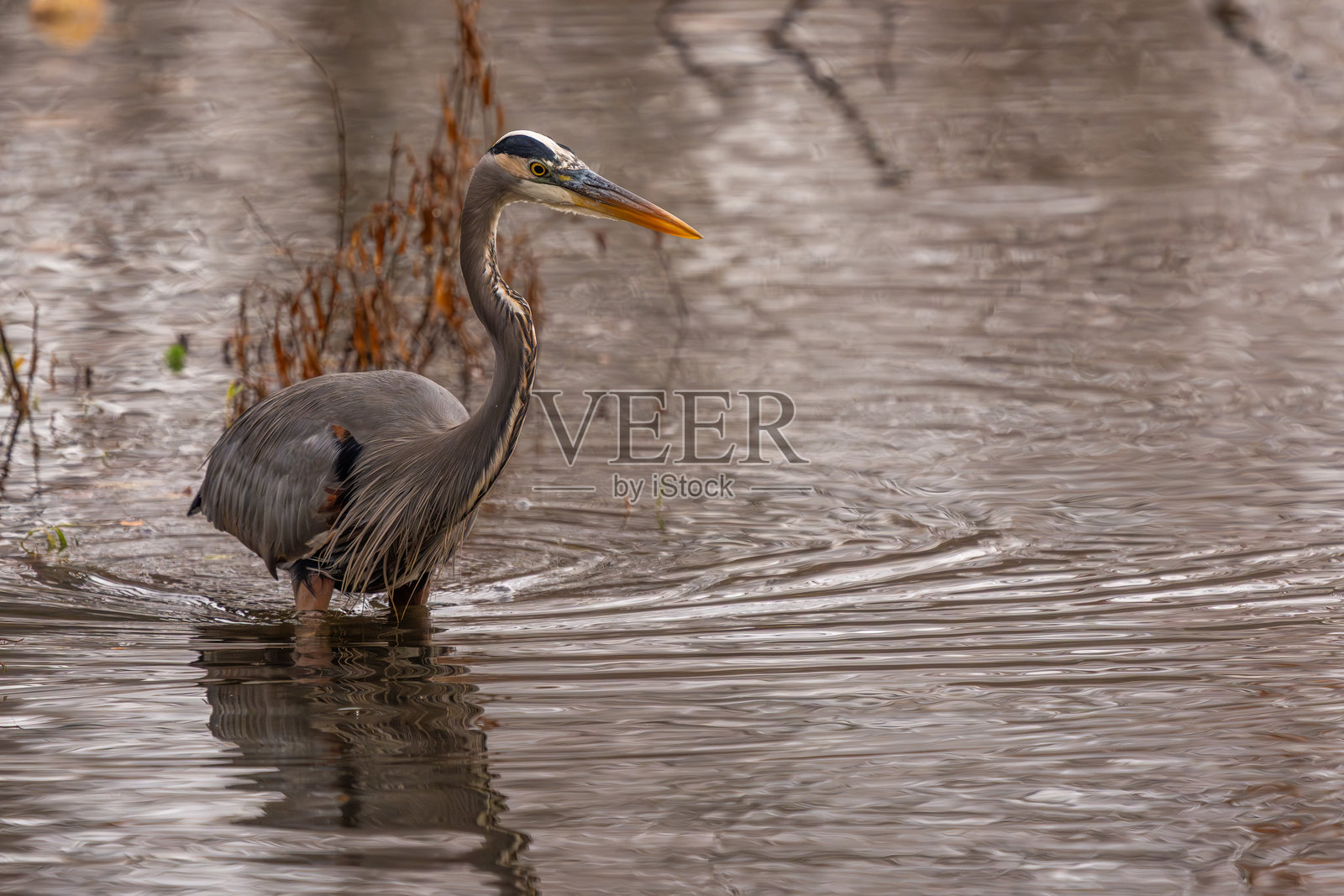 一只大蓝鹭正在池塘里捕食照片摄影图片