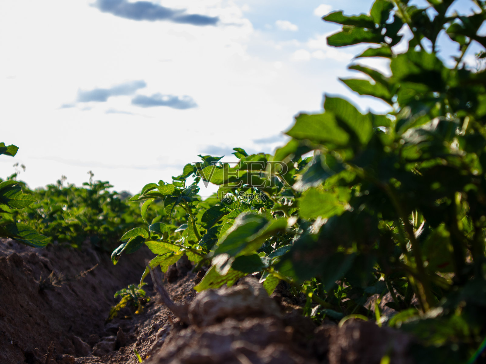 阳光下生长的马铃薯田照片摄影图片
