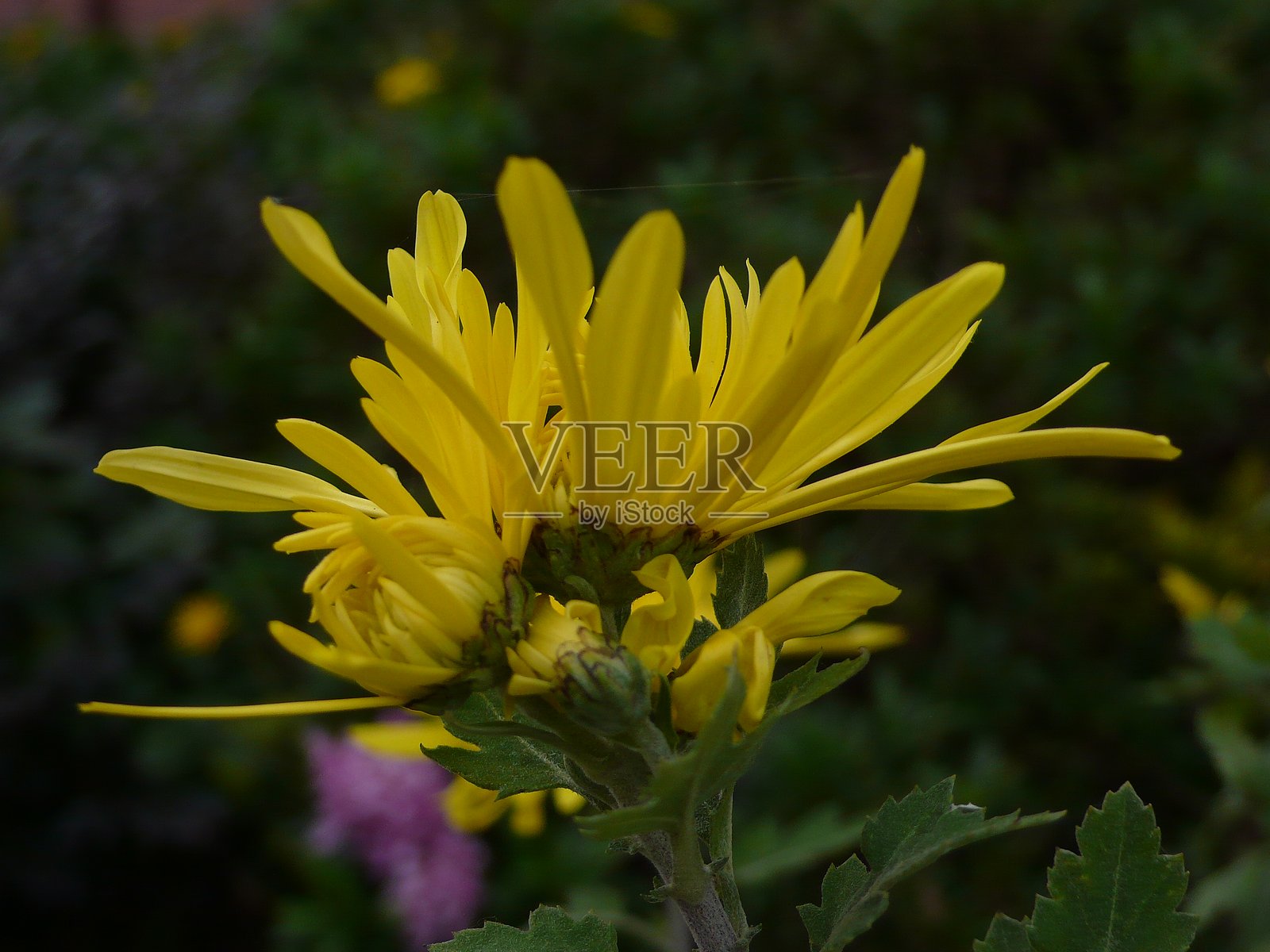 菊花照片摄影图片