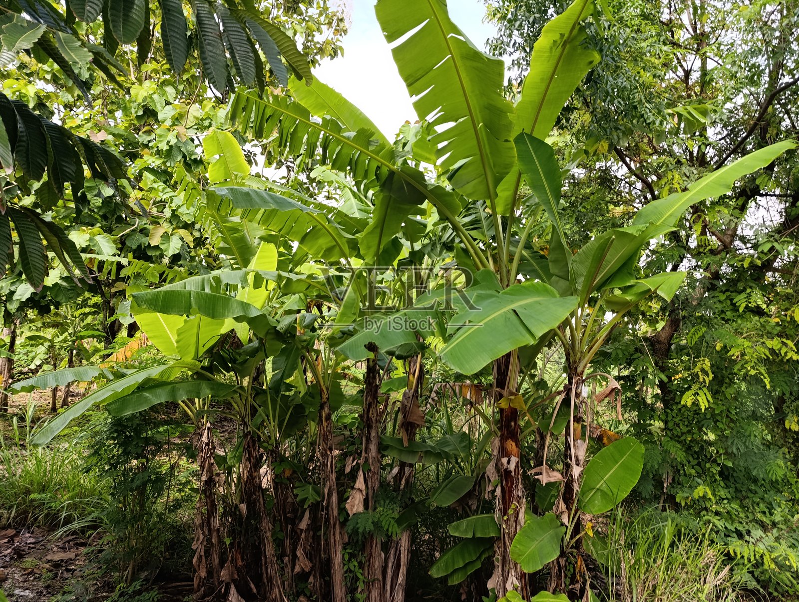 热带绿色景观中成片的香蕉树。茂密的绿色植物丛中有一小片香蕉林。高大的香蕉树挺立在热带田野中。照片摄影图片