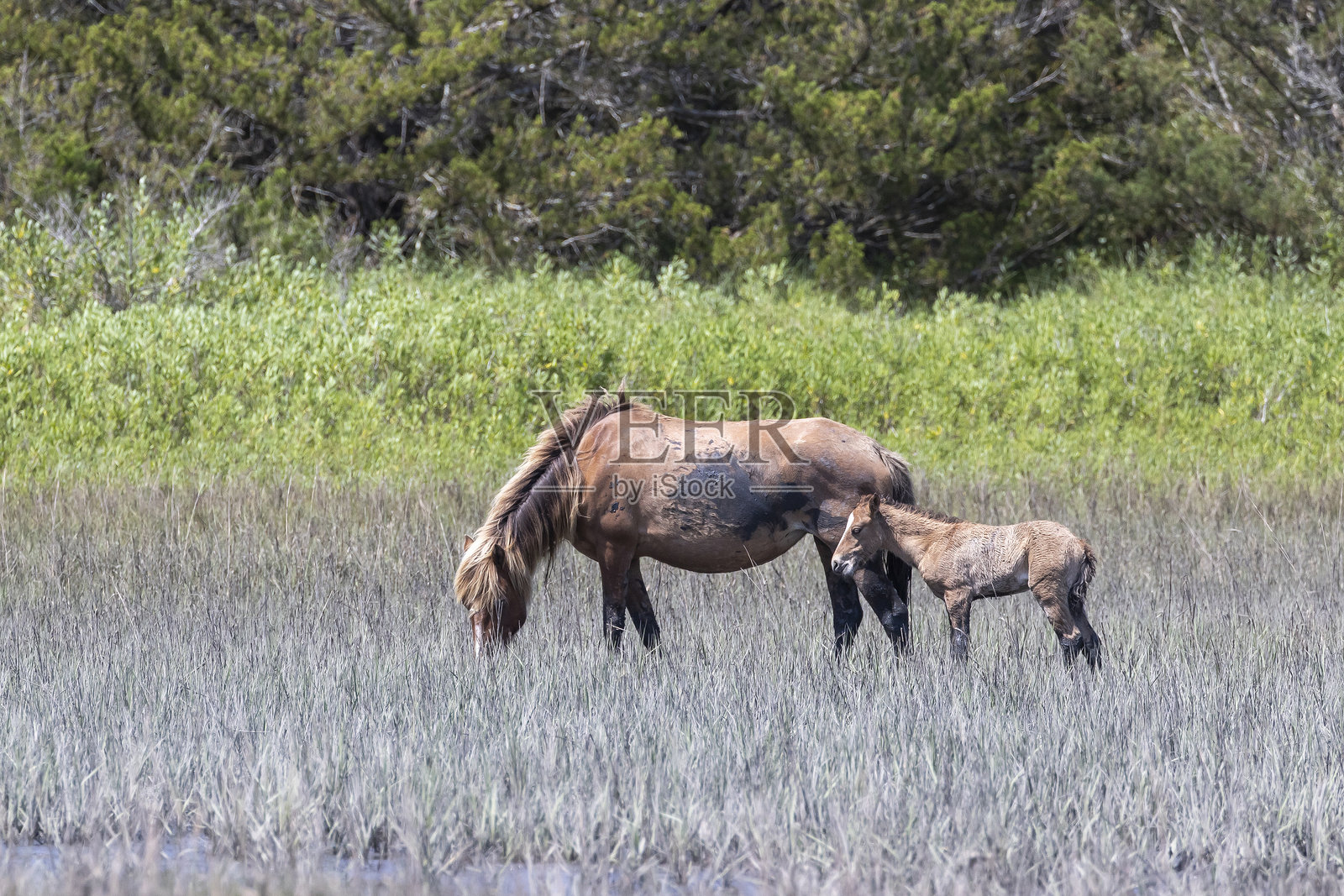 野马照片摄影图片