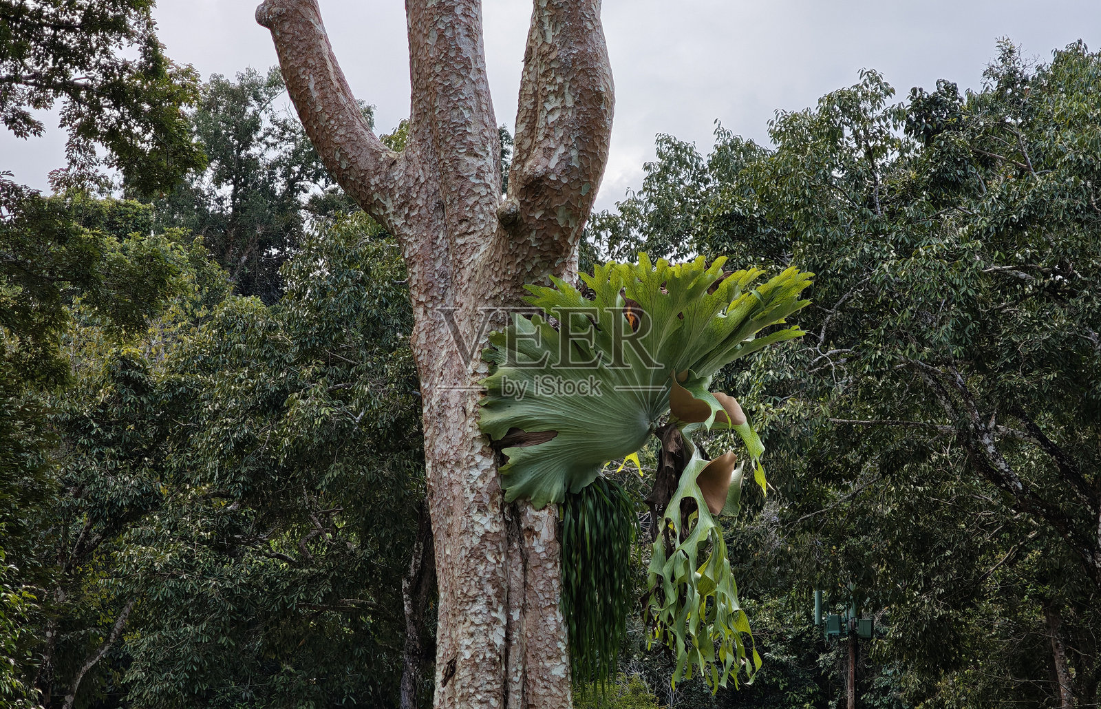 鹿角蕨在树上照片摄影图片