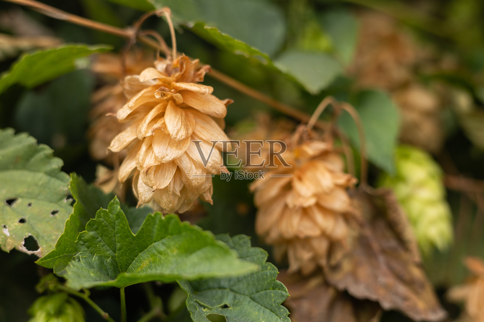 干啤酒花锥,播种秋季照片摄影图片