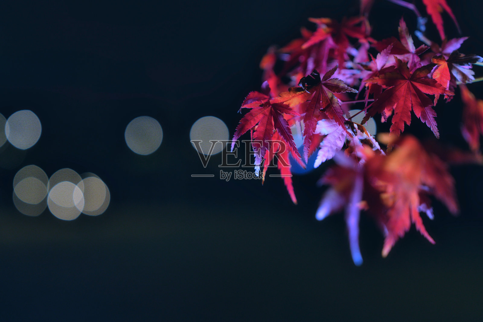 夜晚的红枫叶照片摄影图片