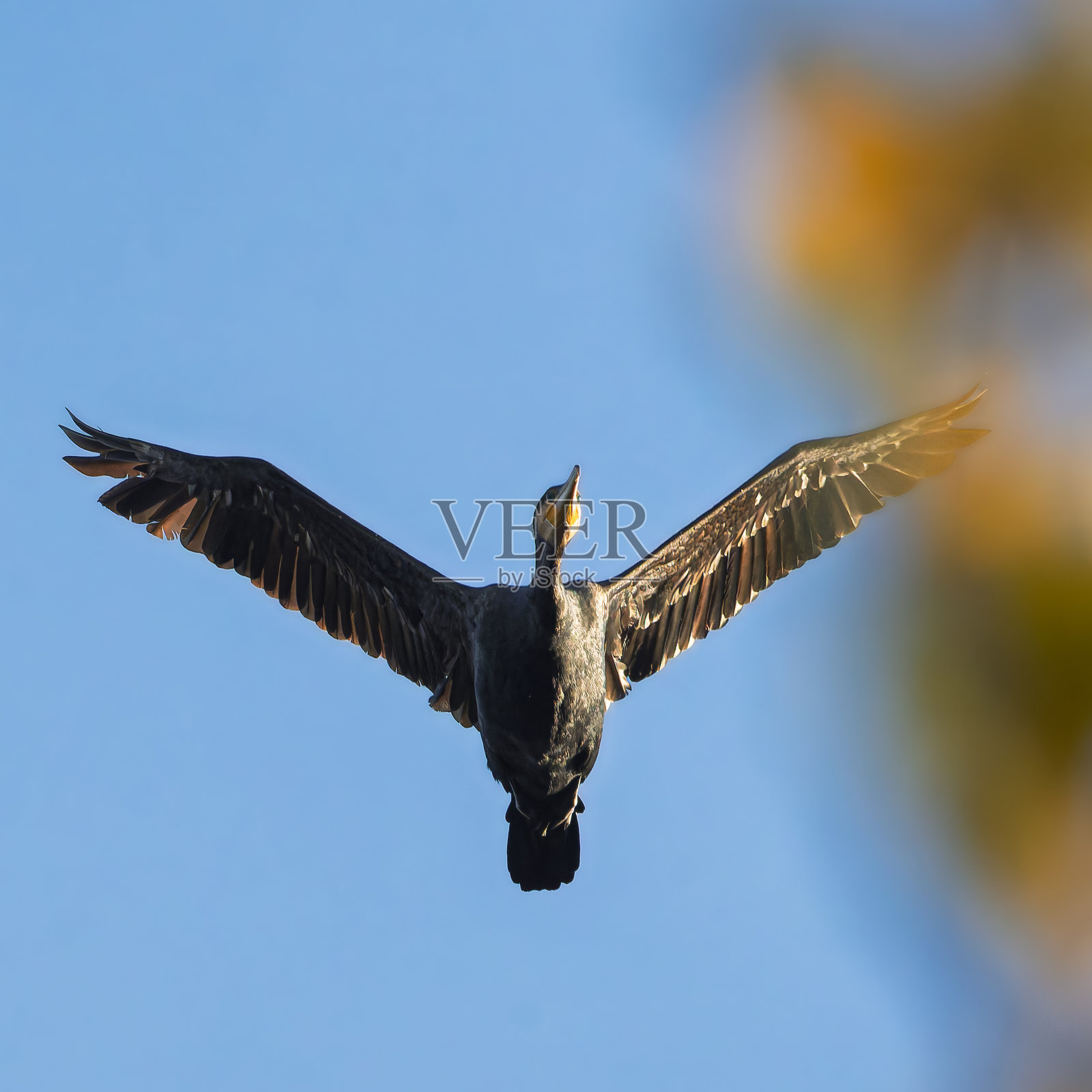 晨光中飞翔的大鸊鷉照片摄影图片
